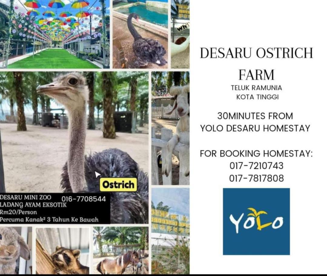 Desaru Homestay-Eva Villa Pool Homestay By Yolo Resort Bandar Penawar エクステリア 写真